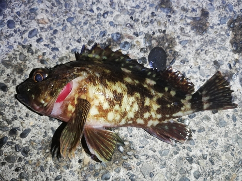 カサゴの釣果