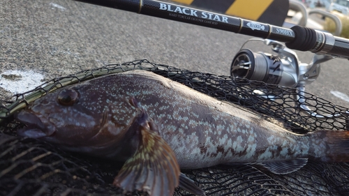 アイナメの釣果