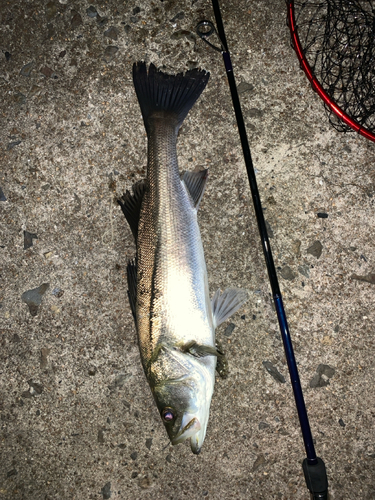 スズキの釣果