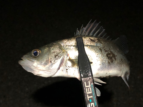 セイゴ（マルスズキ）の釣果