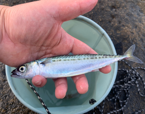 サバの釣果