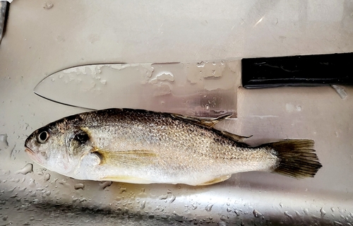 イシモチの釣果