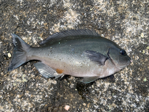 グレの釣果