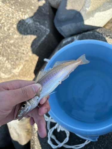 シロギスの釣果