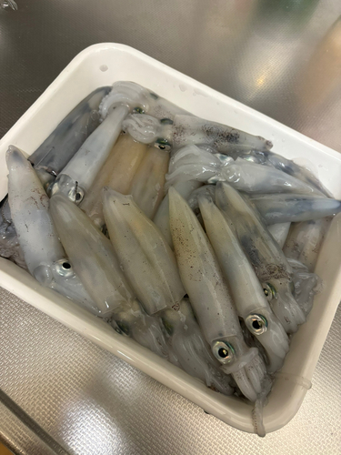 マメイカの釣果