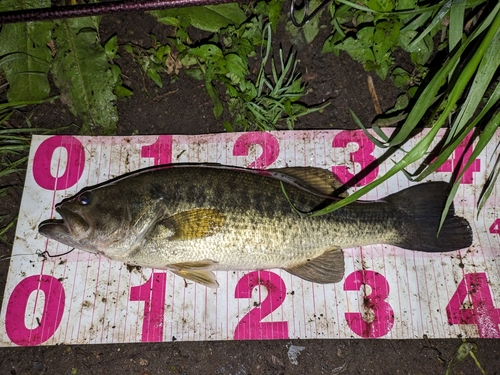 ブラックバスの釣果