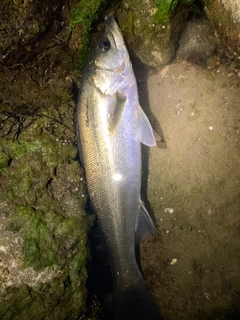 スズキの釣果