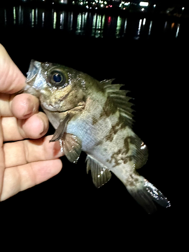 メバルの釣果