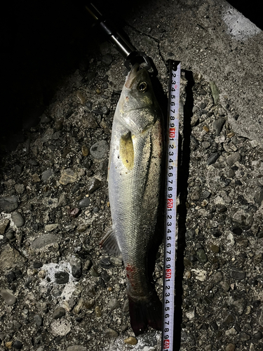 シーバスの釣果