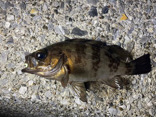 メバルの釣果