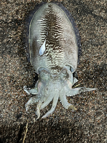 コウイカの釣果