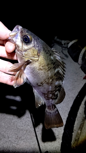 メバルの釣果