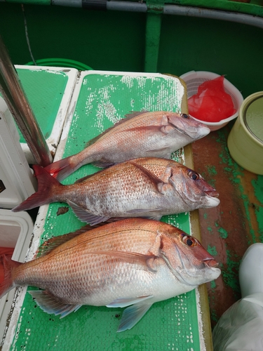 マダイの釣果