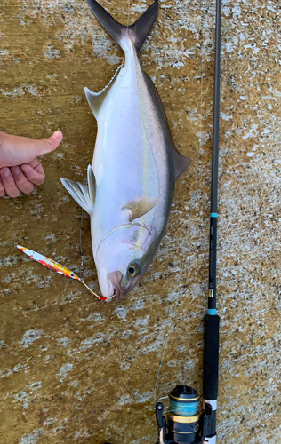 カンパチの釣果