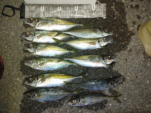 アジの釣果