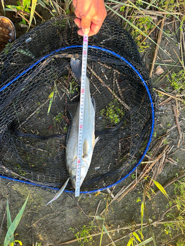 フッコ（タイリクスズキ）の釣果