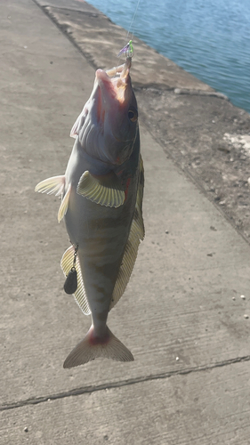 ホッケの釣果