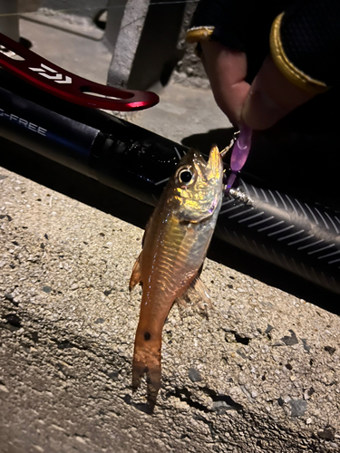 ネンブツダイの釣果