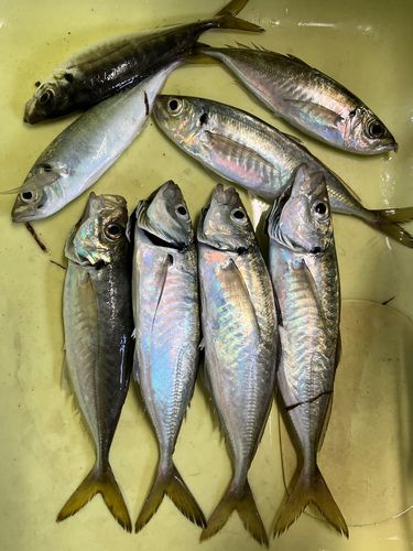 ロウニンアジの釣果
