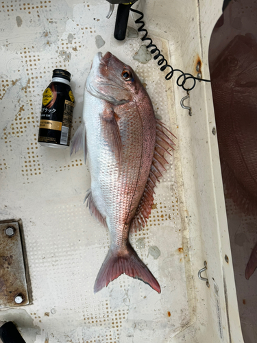 マダイの釣果