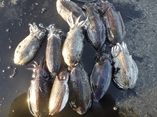 イカの釣果