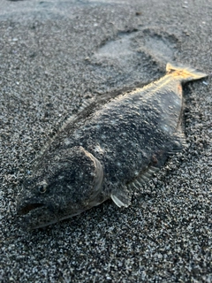 ヒラメの釣果