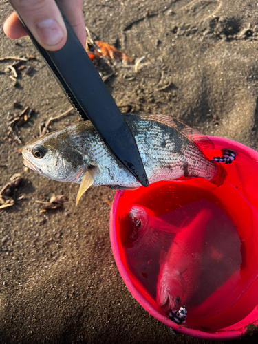 釣果