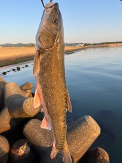 ウグイの釣果