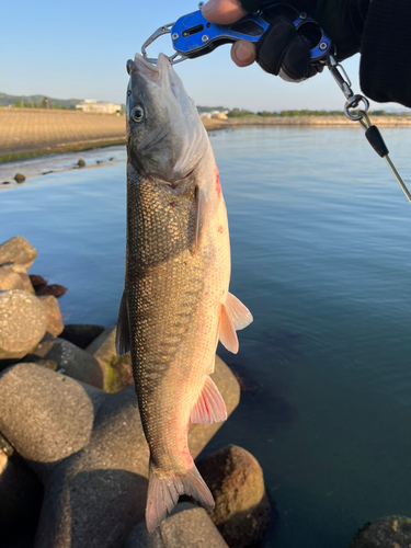 ウグイの釣果