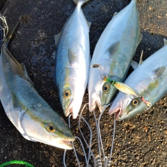 ツバイソの釣果