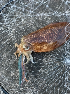 モンゴウイカの釣果