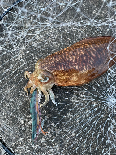 モンゴウイカの釣果