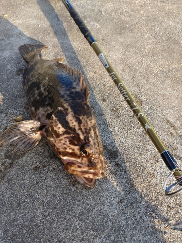 ベッコウゾイの釣果