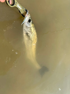 フッコ（タイリクスズキ）の釣果