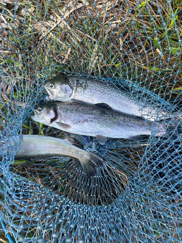 ニジマスの釣果