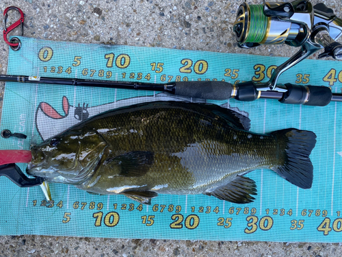 スモールマウスバスの釣果