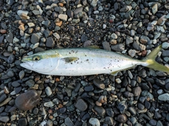 ツバイソの釣果