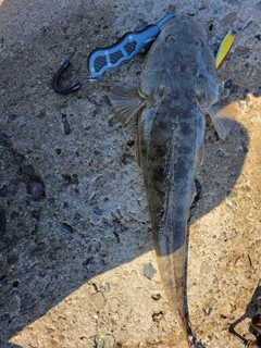 マゴチの釣果