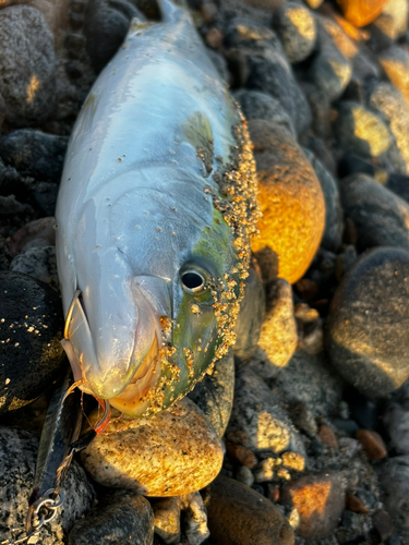 フクラギの釣果