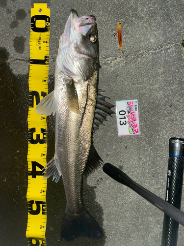 シーバスの釣果