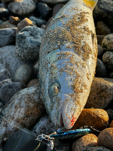 フクラギの釣果