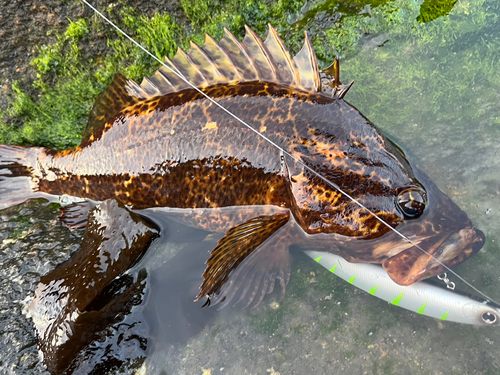 ベッコウゾイの釣果