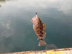 アラカブの釣果