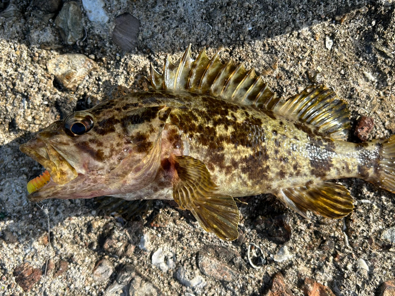 タケノコメバル