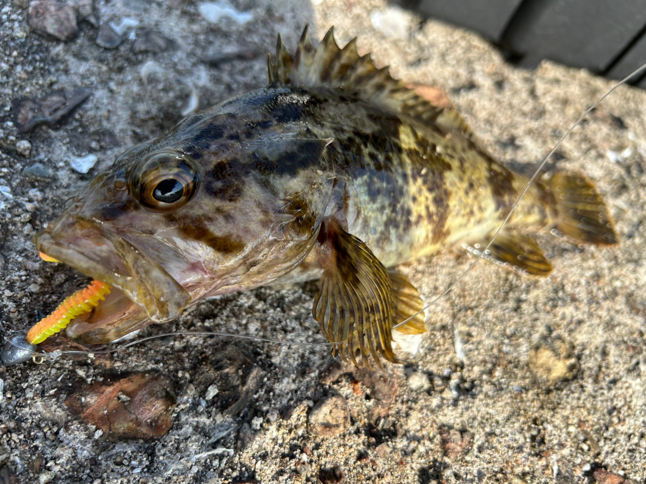 タケノコメバル