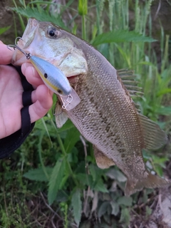 ラージマウスバスの釣果