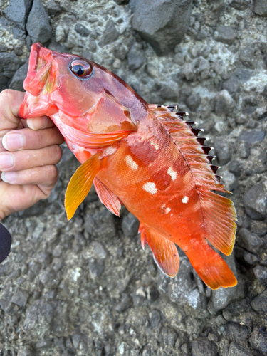 アカハタの釣果