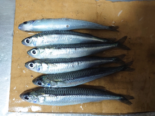 イワシの釣果