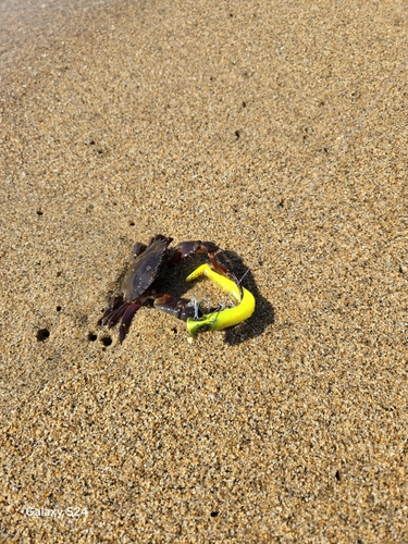 カニの釣果