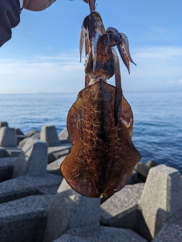 アオリイカの釣果